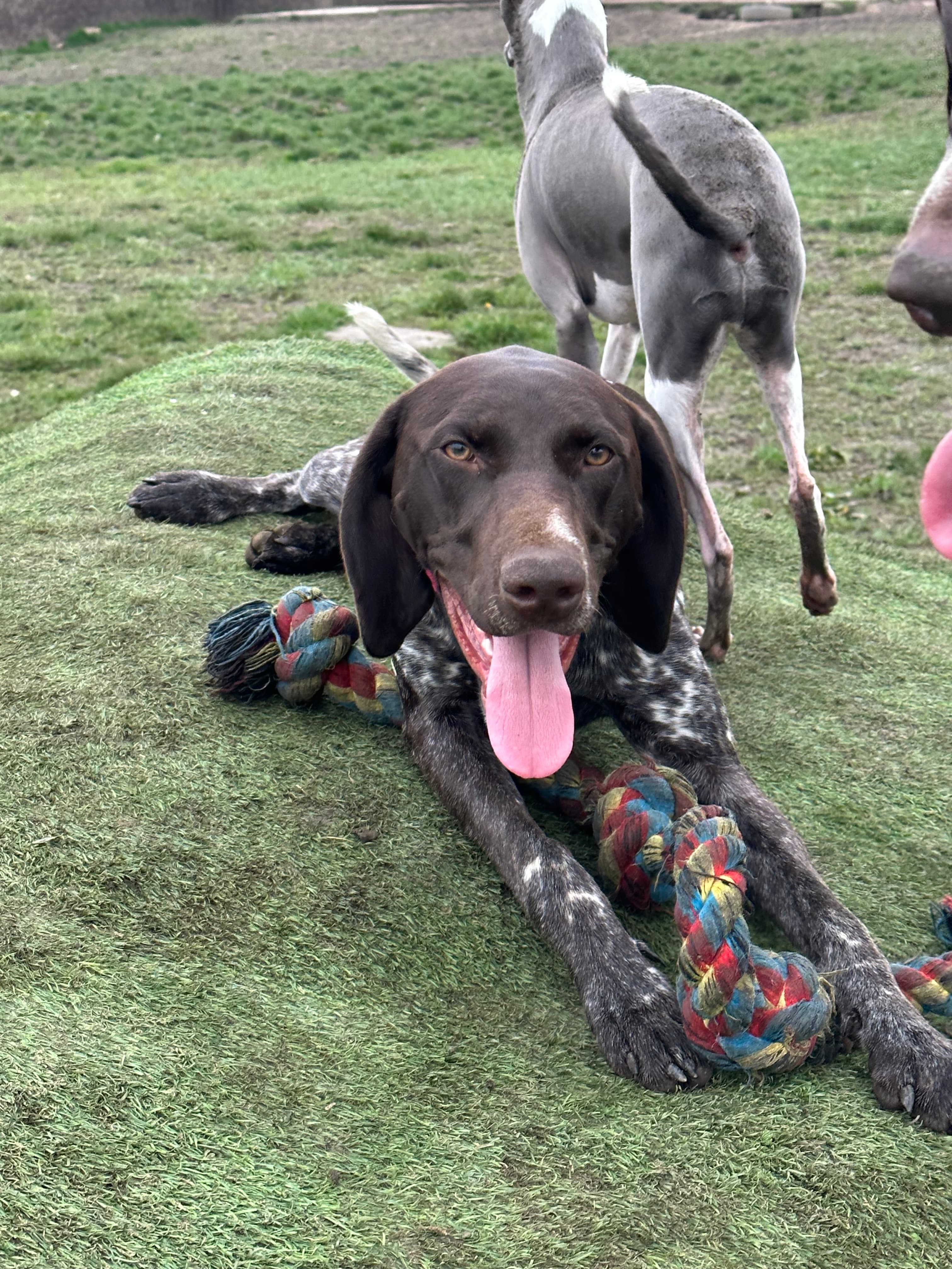 Lyla the German Shorthaired Pointer