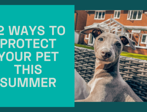12 Ways to Protect Your Pet This Summer
