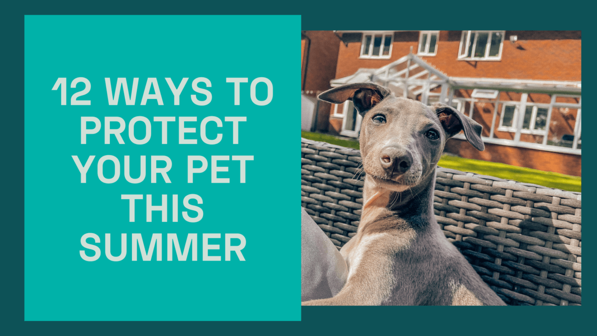 12 ways to protect your pet this summer