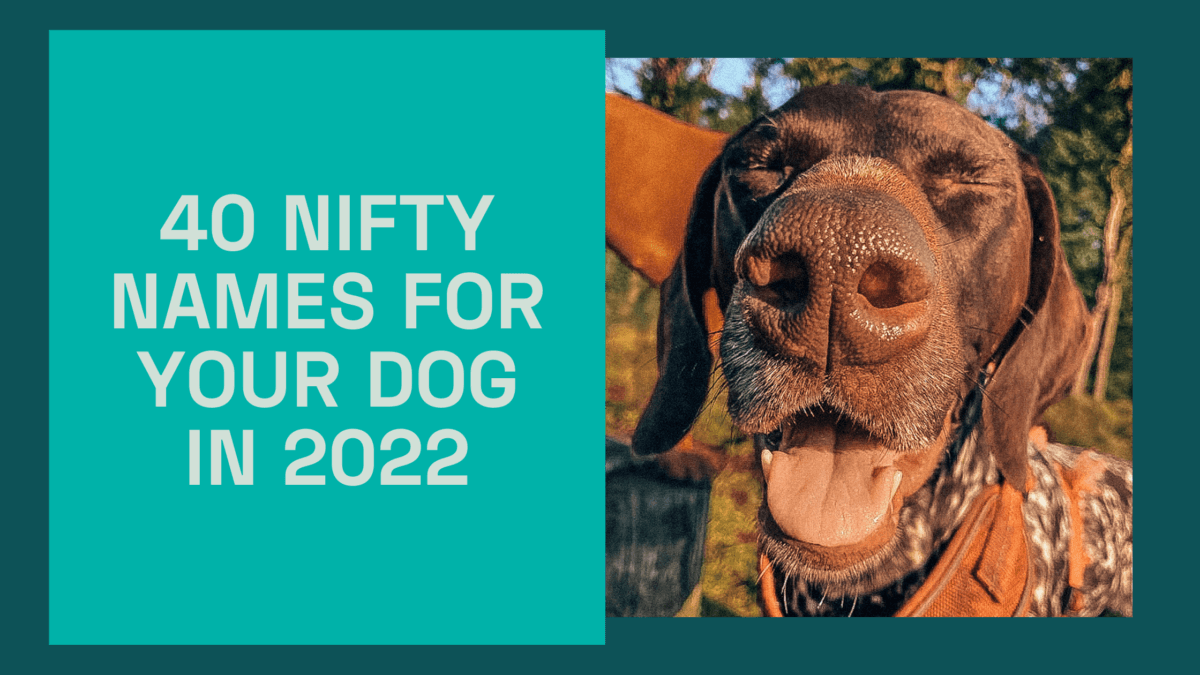 40 Nifty Names for your Dog in 2022