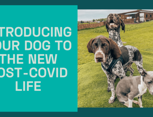 Introducing Your Dog to the New Post-Covid Life