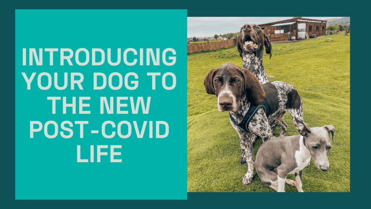 Introducing your dog to the new post covid life