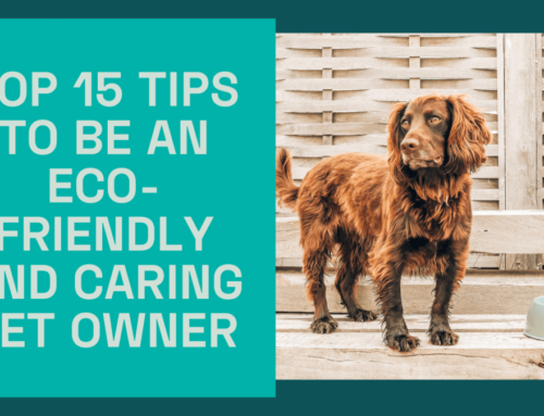 Top 15 Tips to Be an Eco-friendly and Caring Pet Owner