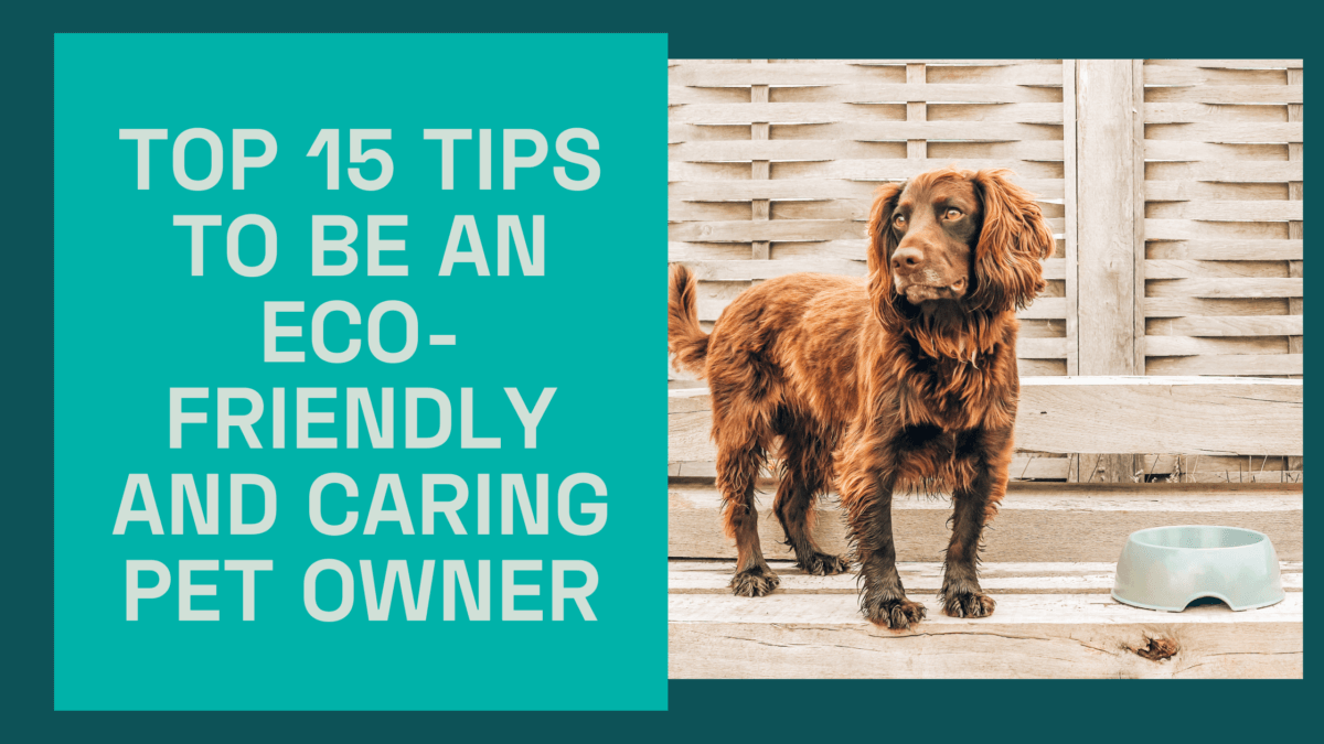Top 15 tips to be an eco friendly and caring pet owner