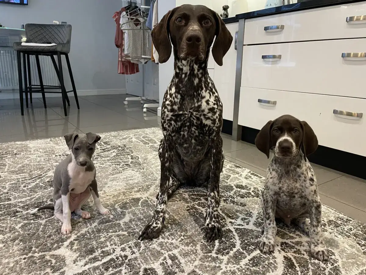 3 dogs sitting patiently